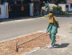 Harga Biji Kakao di Bulukumba Turun 50%, Teryata ini Penyebabnya