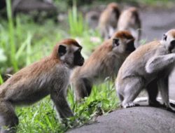 Ratusan Monyet Hutan Resahkan Warga Dua Desa