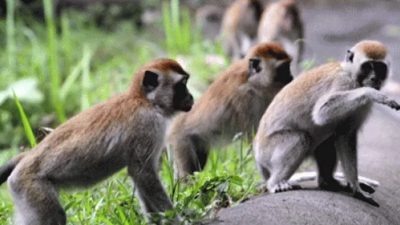 Monyet Serang sawah copy 800x516 1