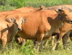 Puluhan Ekor Sapi Milik Warga Ujung loe Diduga Hilang Dicuri