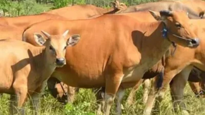 SapiBali copy 800x550