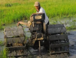 Biaya Sewa Traktor Naik,Petani Menjerit, Bantuan Untuk Kelompok Dikuasai Pribadi