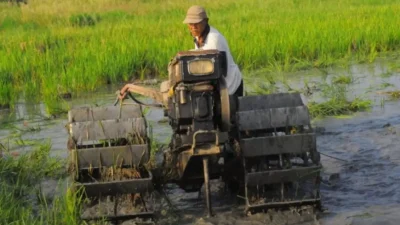 Petani di Bulukumba mengeluhkan biaya sewa traktor yang mahal saat musim tanam.