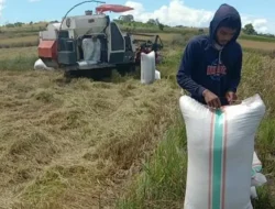 Masuk Musim Panen, Gabah Milik Petani Benteng Palioi Dicuri