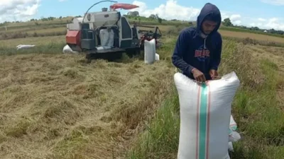 Gabah hasil panen petani di Desa Benteng Palioi