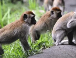 Ratusan Monyet Hutan Resahkan Warga Dua Desa