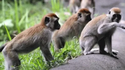 Kawanan monyet hutan yang merusak tanaman petani di Kecamatan Gantarang Bulukumba.