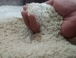 Harga Beras di Bulukumba Bervariasi, Petani Sebut Murah