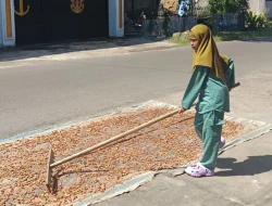 Harga Biji Kakao di Bulukumba Turun 50%, Teryata ini Penyebabnya