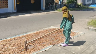 Petani kakao di Bulukumba menunjukkan biji kakao kering