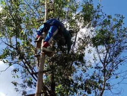Masuk Musim Panen, Harga Cengkeh Malah Anjlok