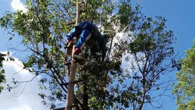 Petani di Bulukumba menunjukkan hasil panen cengkeh yang harganya sedang mengalami penurunan.