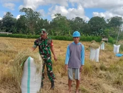 Petani di Bulukumba Mulai Panen, ini Harga Gabah Sekarang