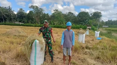 Petani di Bontonyeleng Bulukumba memanen padi di area persawahan