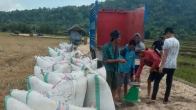 Gabah petani Bulukumba dibeli Rp6.500 perkilogram