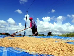 Harga Gabah di Bulukumba Rp6.500.00, Kering Rp7.500.00 perkilogram