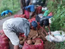 Harga Porang di Bulukumba Turun, Cengkeh Ikut-ikutan
