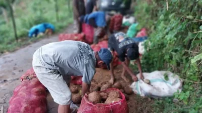 Harga porang di Kabupaten Bulukumba mengalami penurunan harga saat panen