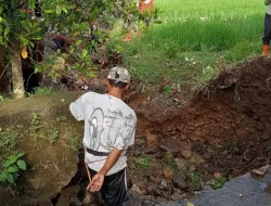Irigasi Induk Jebol, Ratusan Hektar Tanaman Padi Terancam Gagal Panen