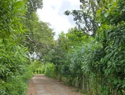 Jalan “Hantu” Desa Topanda, Peristiwa Pembunuhan Hingga Penampakan Mahluk Goib