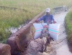Jasa Ojek Gabah di Bulukumba Bisa Raup Uang Rp10 Hingga Rp12 Juta Permusim 