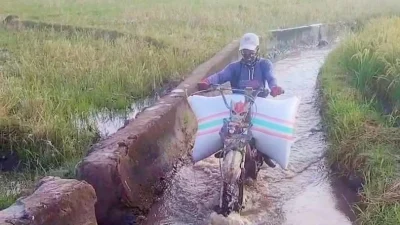 Ojek gabah mengangkut hasil panen padi di Bulukumba
