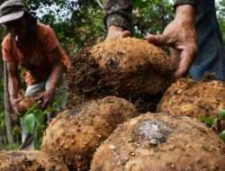 Harga Porang di Bulukumba Masih Anjlok, Tembus Diharga Segini Perkilogram 