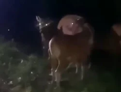 Terduga Pelaku Curnak Puluhan Sapi di Ujung Loe Dikabarkan Ditangkap