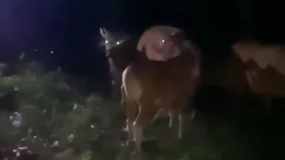 Terduga Pelaku Curnak Puluhan Sapi di Ujung Loe Dikabarkan Ditangkap