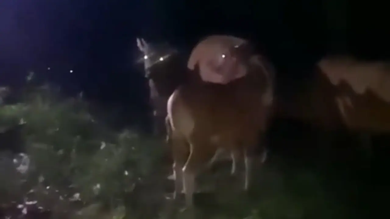 Tim gabungan Resmob Polres Bulukumba saat mengamankan terduga pelaku pencurian ternak.