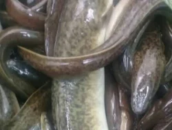 Usai Musim Banjir, Pencari Ikan Sidat di Bulukumba Ketiban Berkah