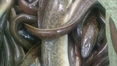 Warga Bulukumba mencari ikan sidat di aliran sungai pasca banjir