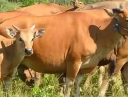 Puluhan Ekor Sapi Milik Warga Ujung loe Diduga Hilang Dicuri