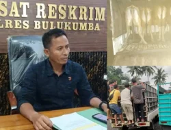 Belasan Sapi Hasil Curian Berhasil Diamankan Satreskrim Polres Bulukumba 