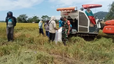 Babinsa mengawasi panen dan pembelian gabah petani di Bulukumba