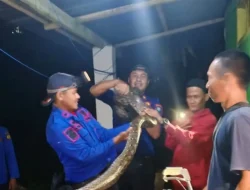 Ular Piton Raksasa Ditangkap di Palampang Rilau Ale
