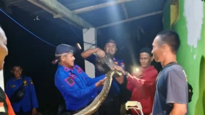 Ular piton hampir 5 meter ditangkap di Rilau Ale