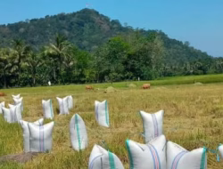 Sempat Naik, Harga Gabah di Bulukumba Turun Lagi