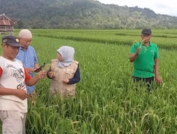 Bibit Padi Bantuan Pemerintah, Petaka Bagi Petani di Bulukumba Terancam Gagal Panen