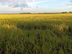 Pemerintah Sebut Harga Gabah Hingga Penyaluran Pupuk Buat Petani Senang