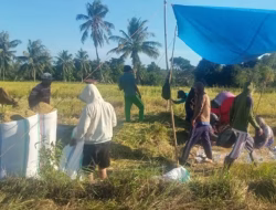 Harga Gabah Petani di Bulukumba Bervareasi