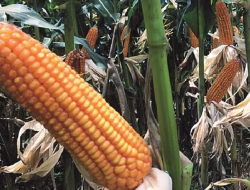 Harga Jagung di Bulukumba Meroket, Stok Kurang