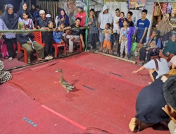 Lomba Tangkap Bebek Tutup Semarak HUT RI ke 80 di Kampung Gadde
