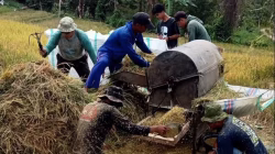 Minim Mesin Pemotong Padi, Warga Somba Palioi Gunakan Sistem Manual petani Somba Palioi memanen padi secara manual di sawah