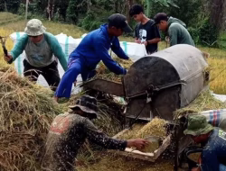 Minim Mesin Pemotong Padi, Warga Somba Palioi Gunakan Sistem Manual