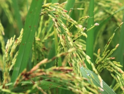 Tanaman Padi Dari Bantuan Pemerintah Diserang Hama, Ini Tanggapan Dinas Pertanian