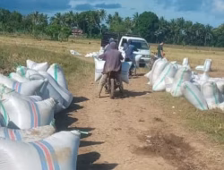 Harga Gabah di Bulukumba Diatas HPP, Petani Berterimakasih ke Presiden Prabowo
