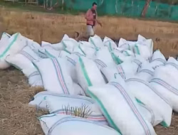 Warga Keluhkan Maraknya Aksi Pencurian Gabah di Bola Cippe Gantarang