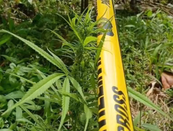 Begini Hasil Tes Urine Pemilik Ladang Ganja di Kecamatan Kindang