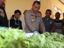 Identitas Pemilik Ladang Ganja di Kecamatan Kindang, Terancam 20 Penjara